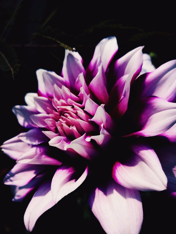 A Dahlia