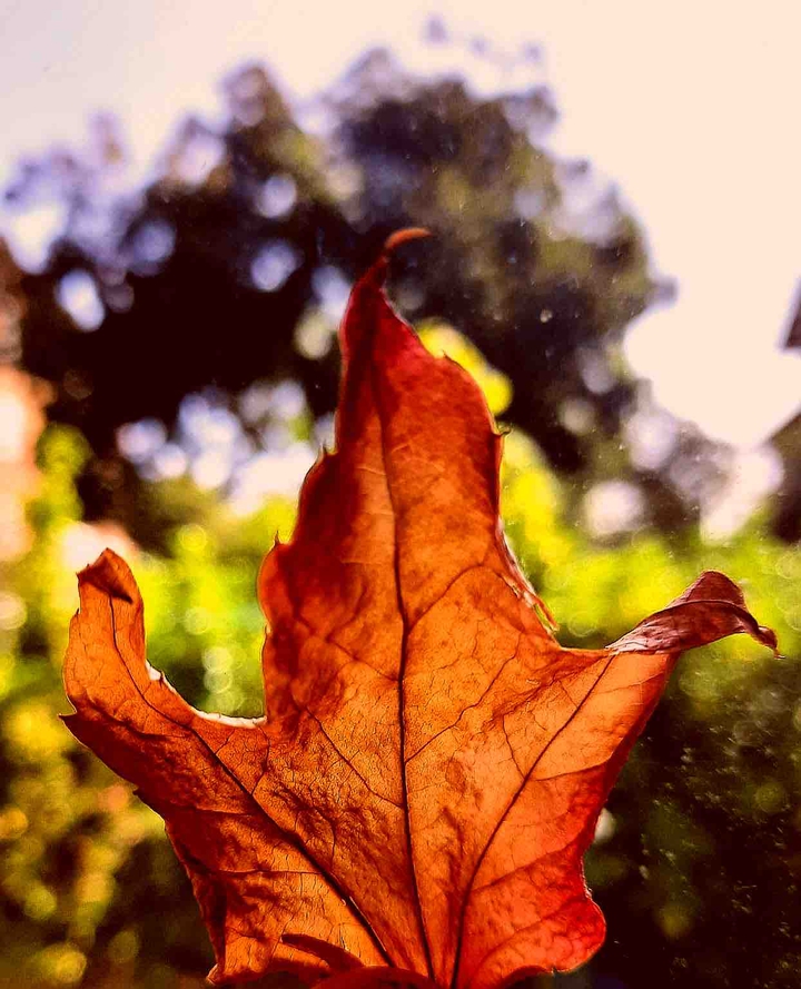 Autumn Leaf