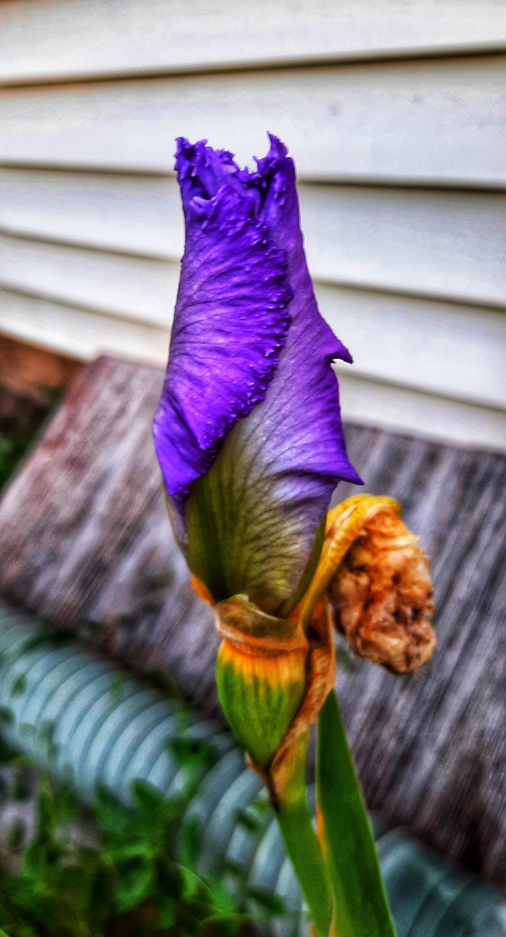 floral purple