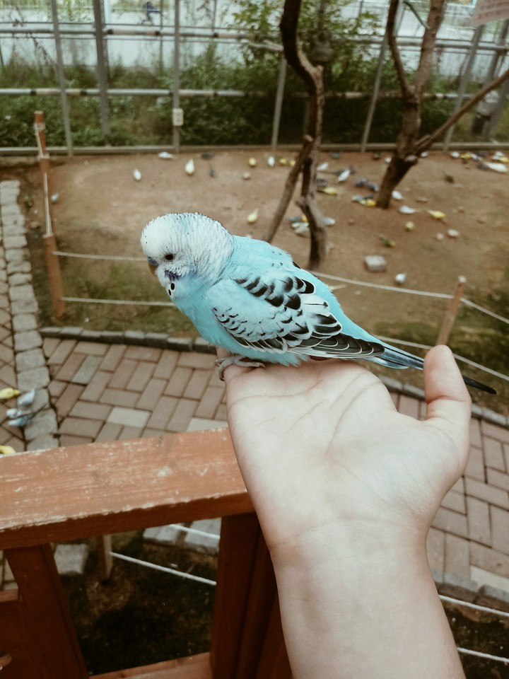 blue bird