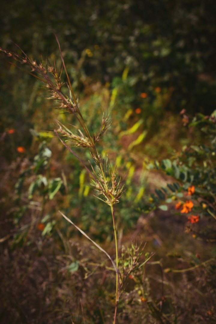 plant