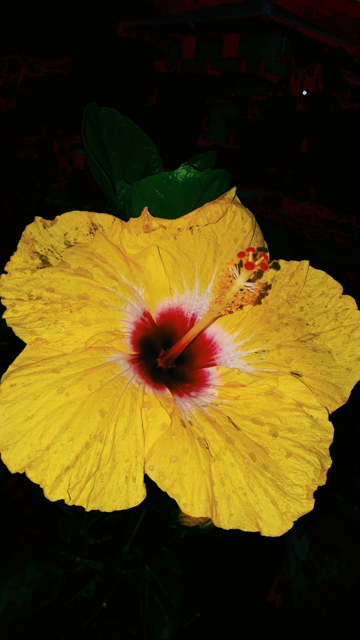 go yellow