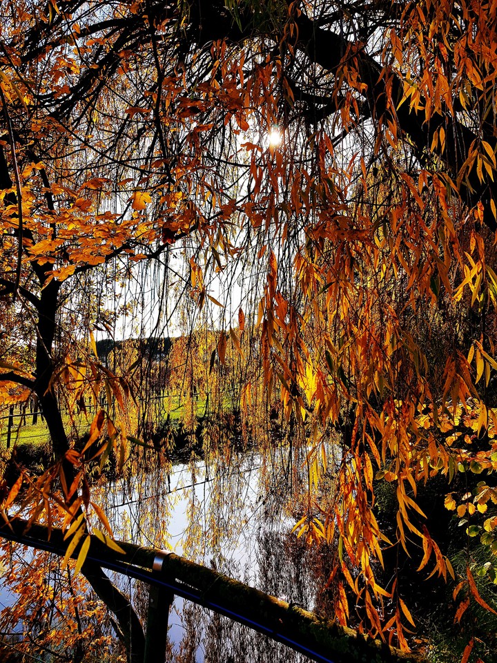 Autumn lake