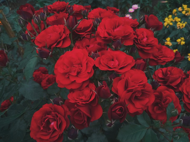 rose