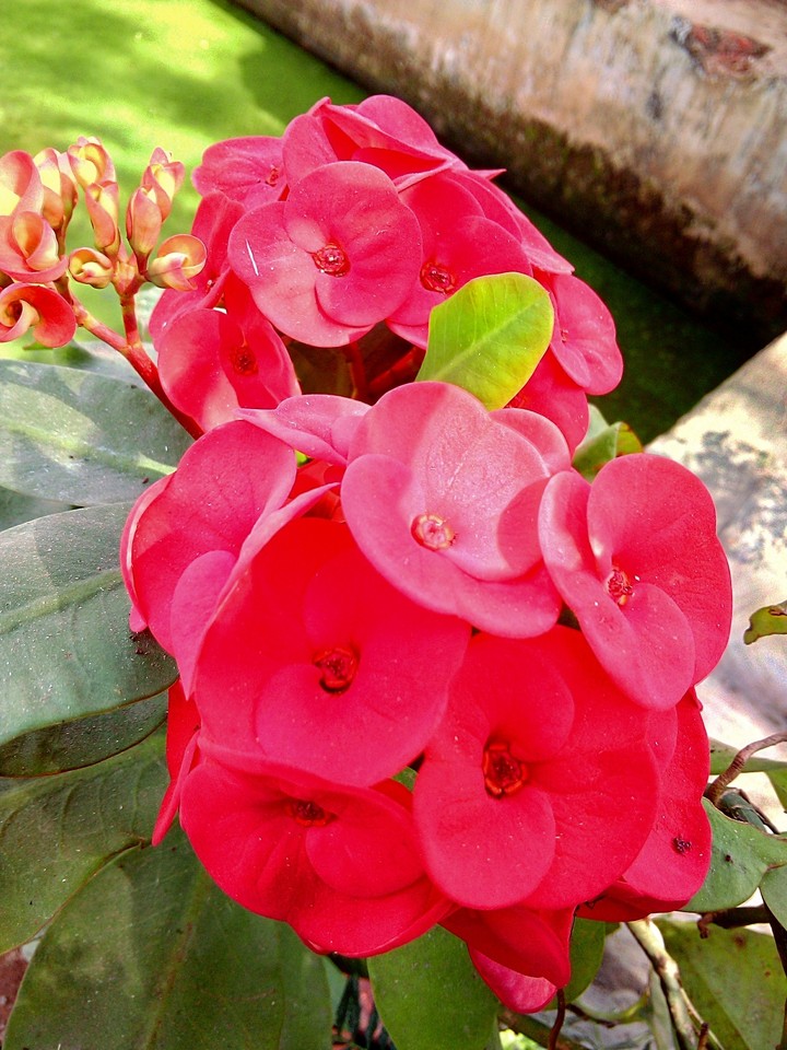 red flower