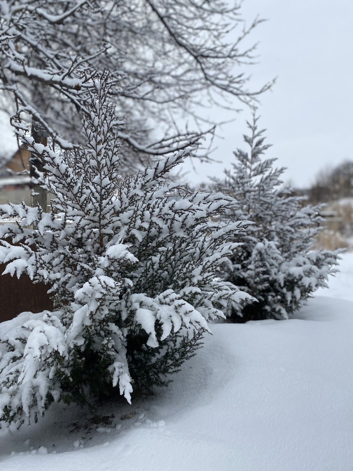 thuja tree