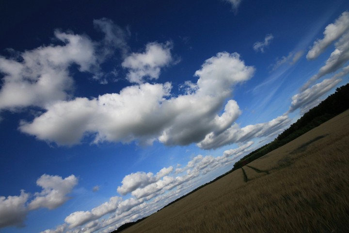Krzywe
