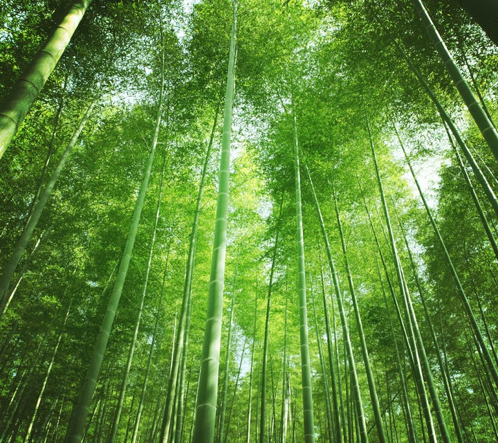Amazing Nature