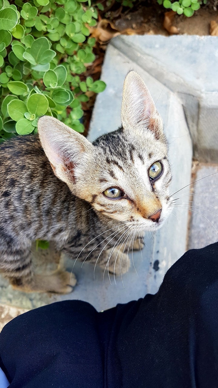 cat