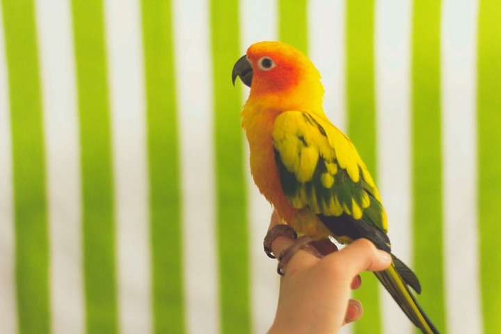 Parrot