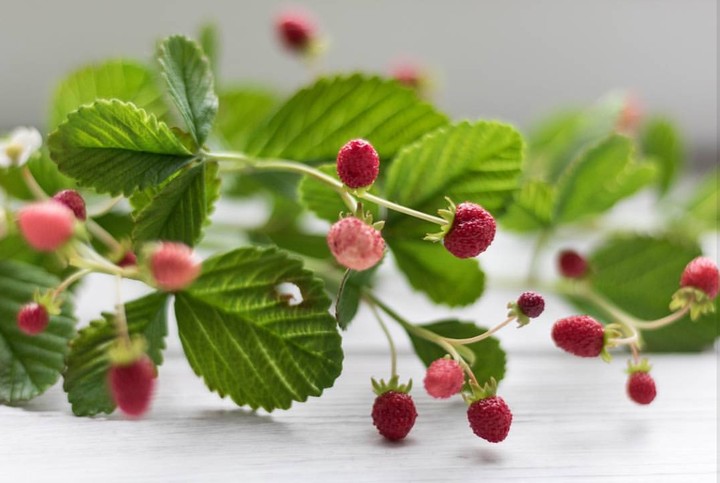 Wild Strawberries
