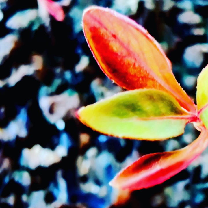 Leaf