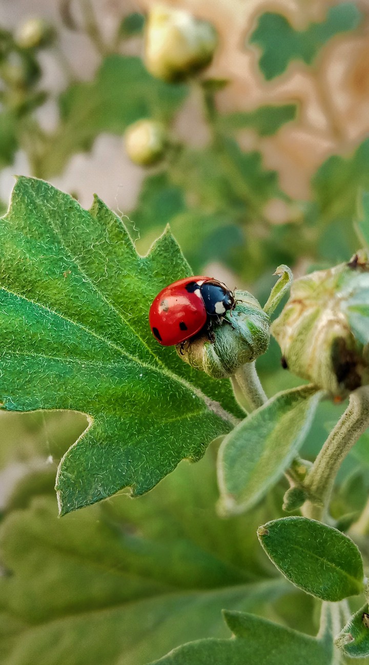 lady bug