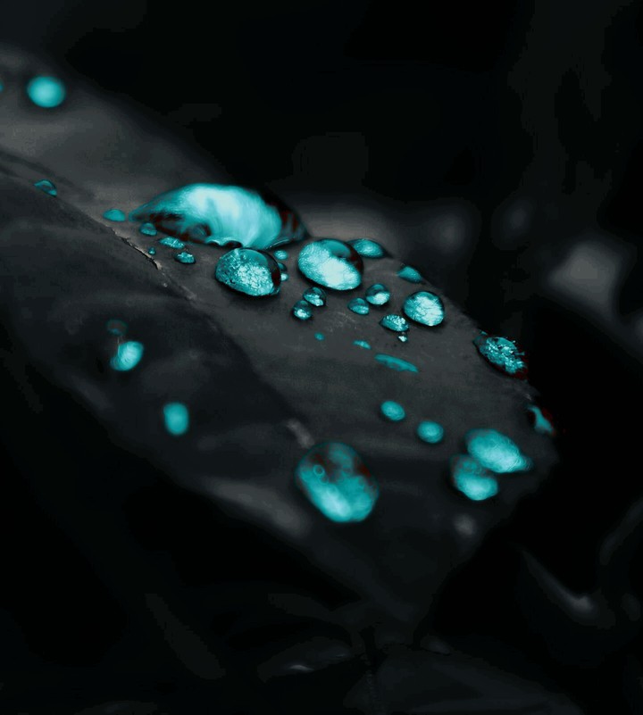 Dark_Leaf