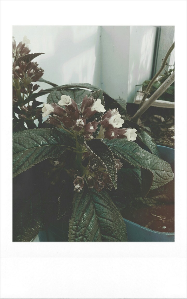 Unknow Flower