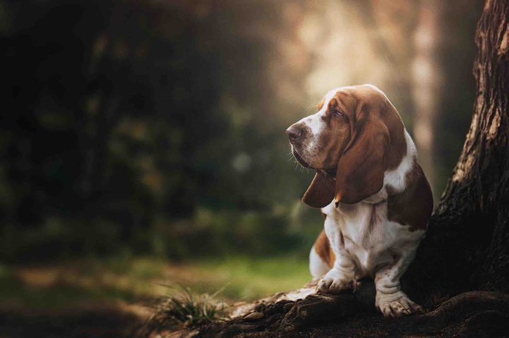 dog in the forest