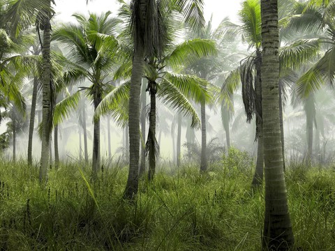 Urwald