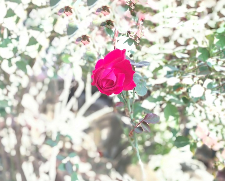 rose