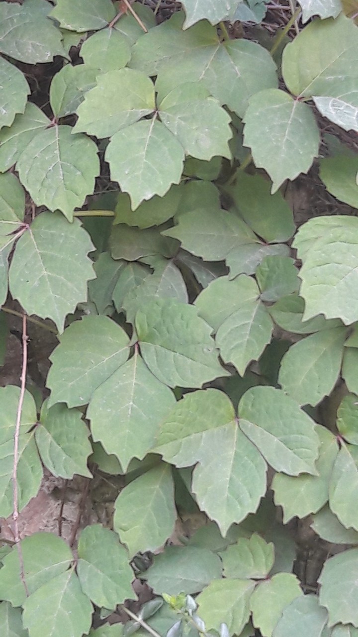 yapraklar