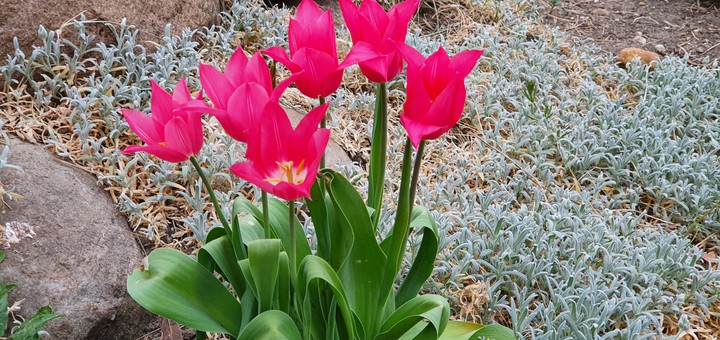 tulipany czerwone