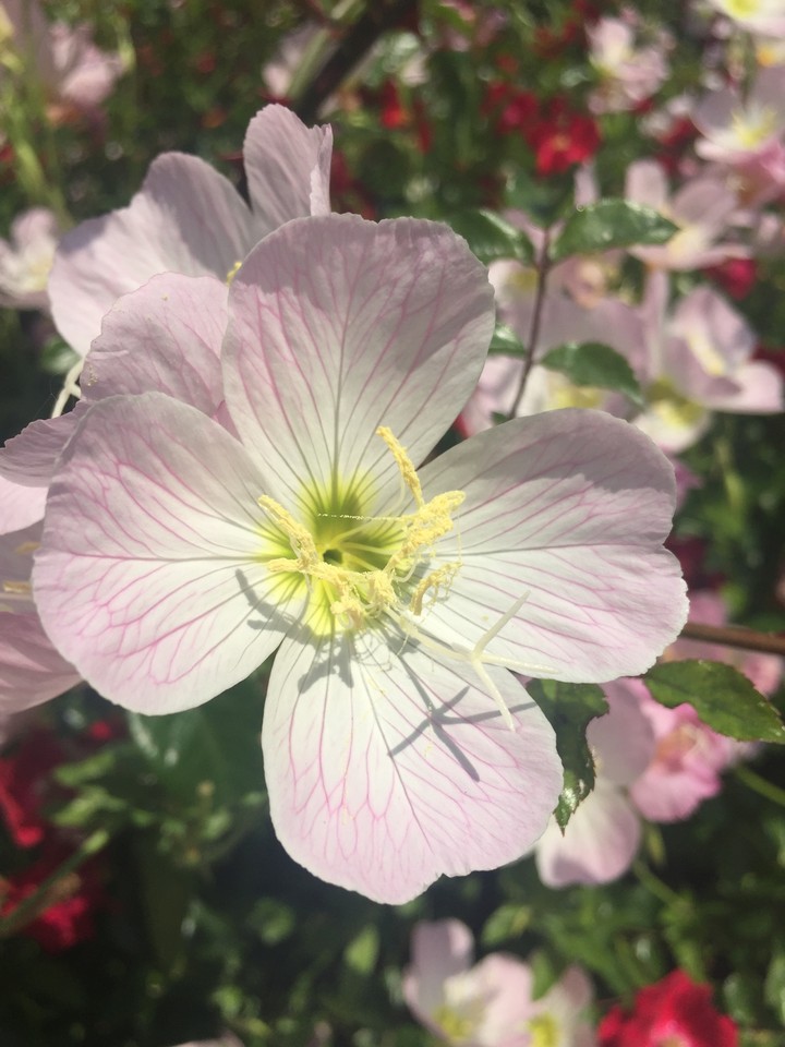 White Flowers