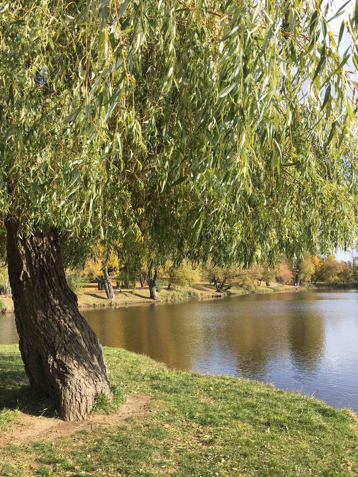Willow tree