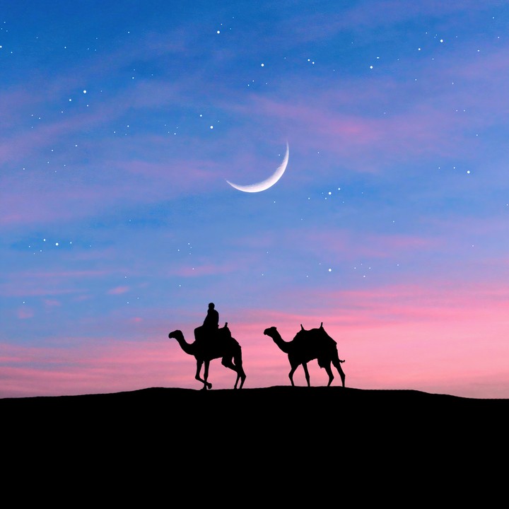 hình nền camel, silhouette