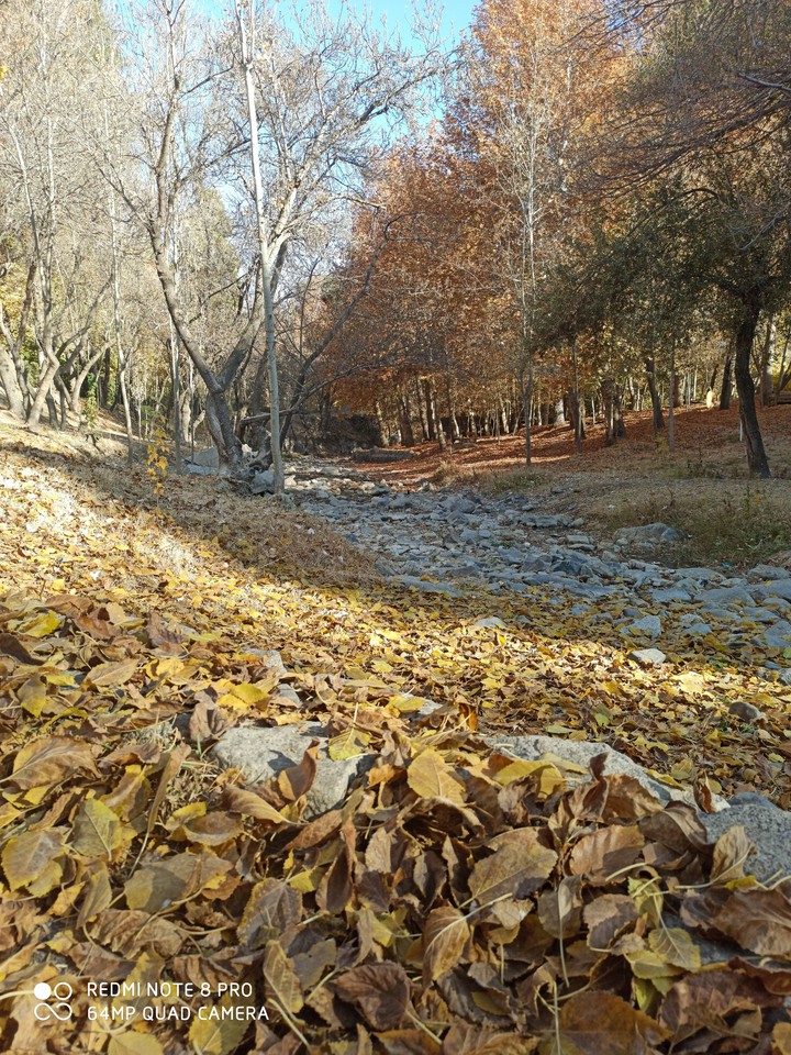 #fall