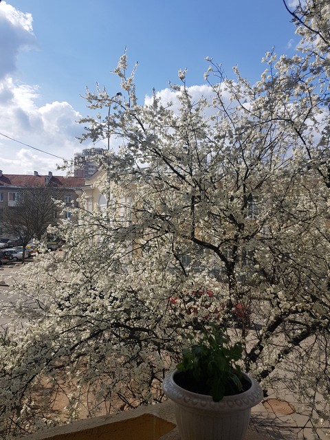 Spring