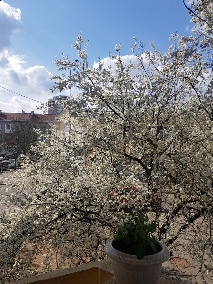 Spring
