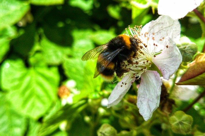 Bumblebee