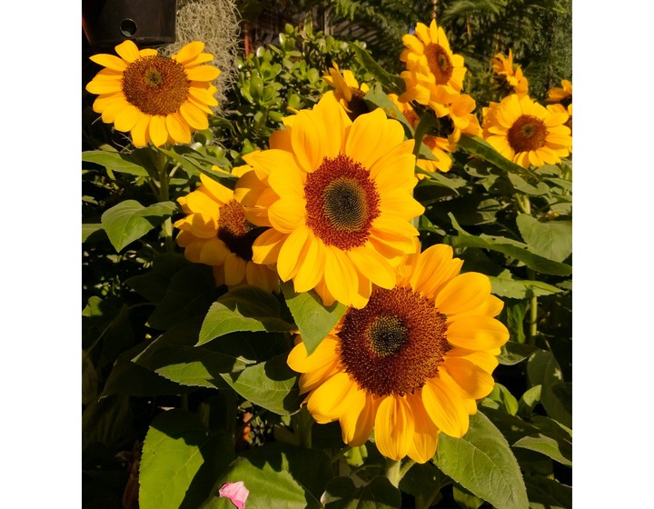 Sunflower