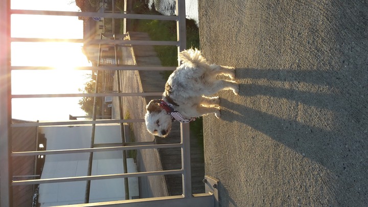 my cute dog