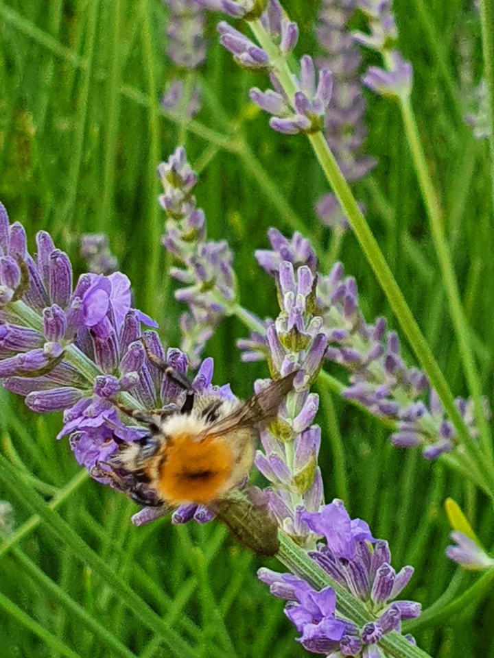 Bienen