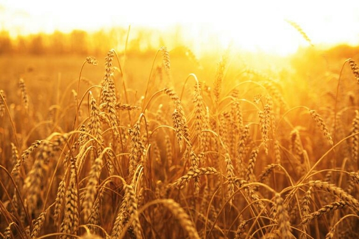 wheat