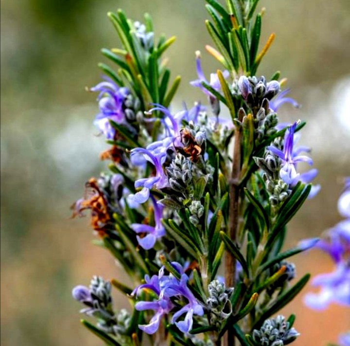 rosemary  flowers