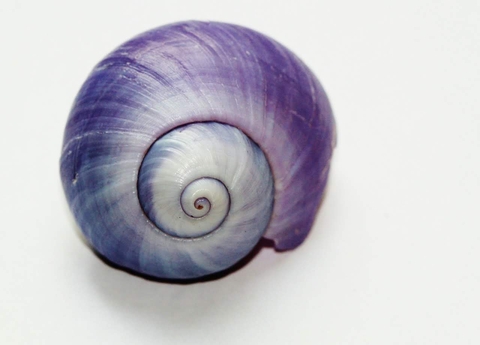molluscs, ammonoidea Hintergrundbilder