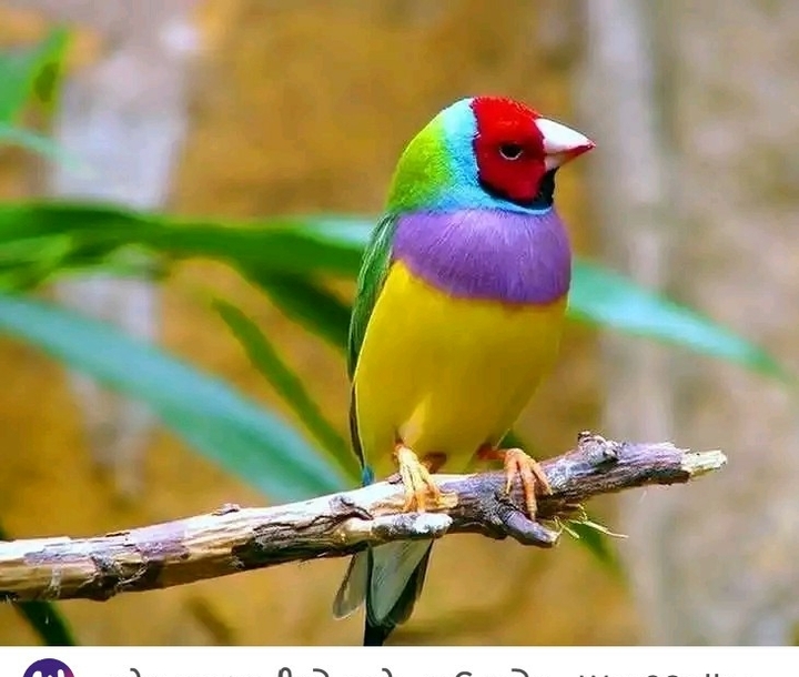 природа