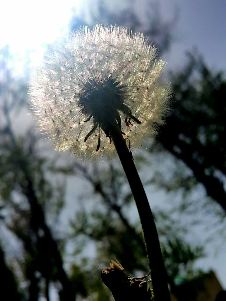 dandelion