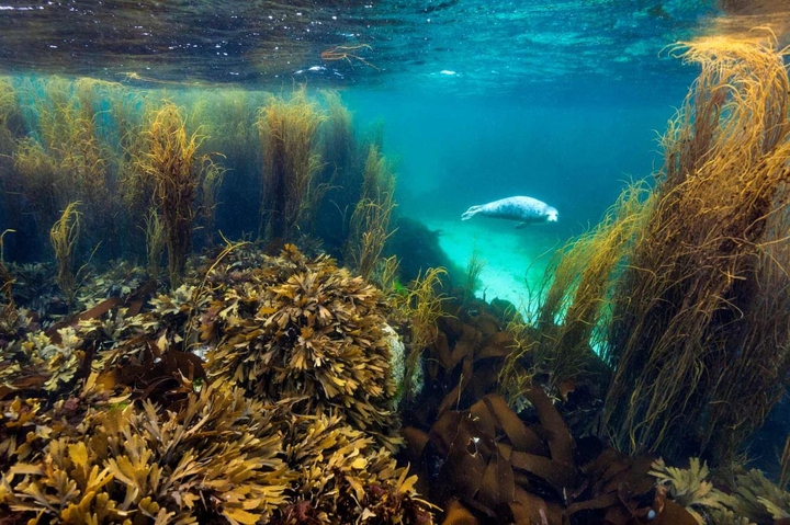 UNDER THE SEA