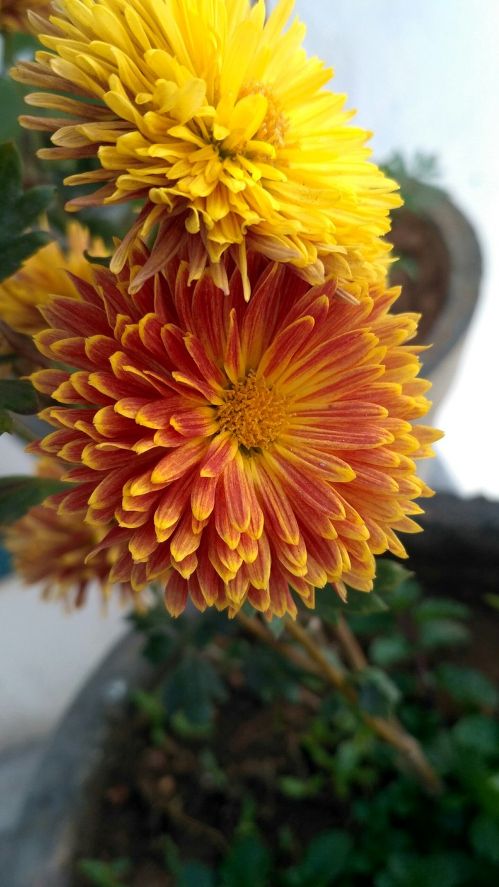 flower