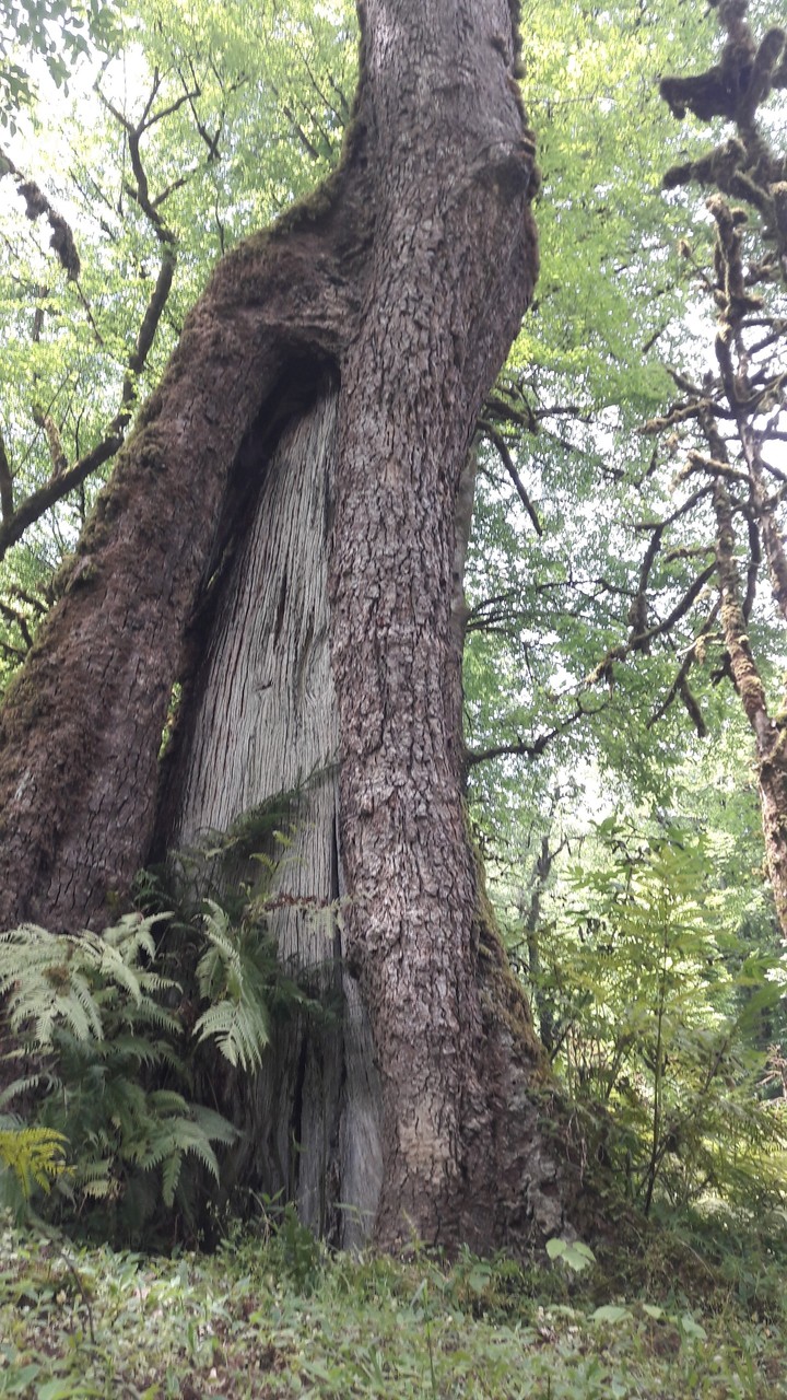 tree