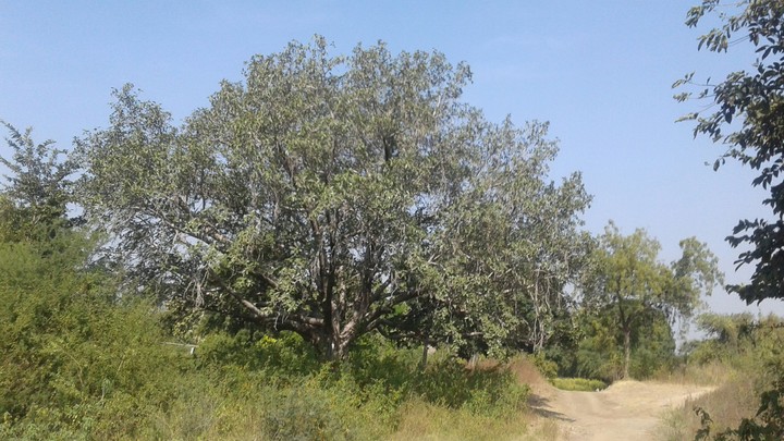 nice tree