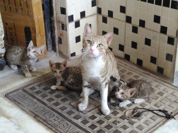 Cat & her kittens !!!