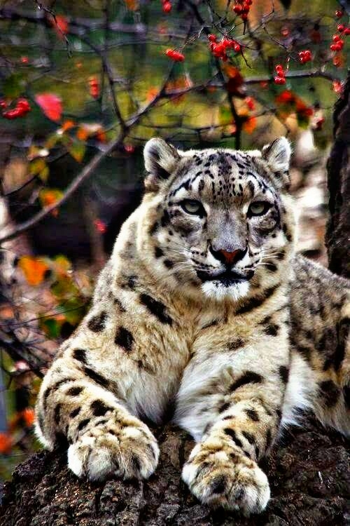 snow leopard