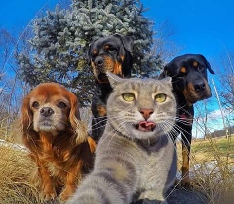 Cat