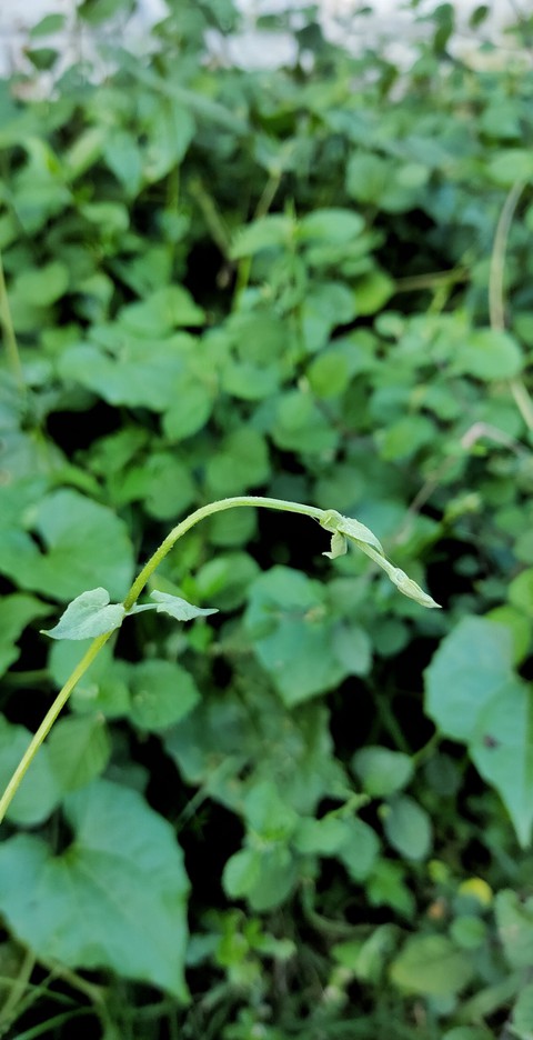 leaf