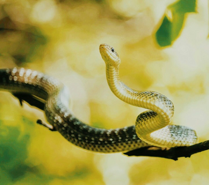 snakepower