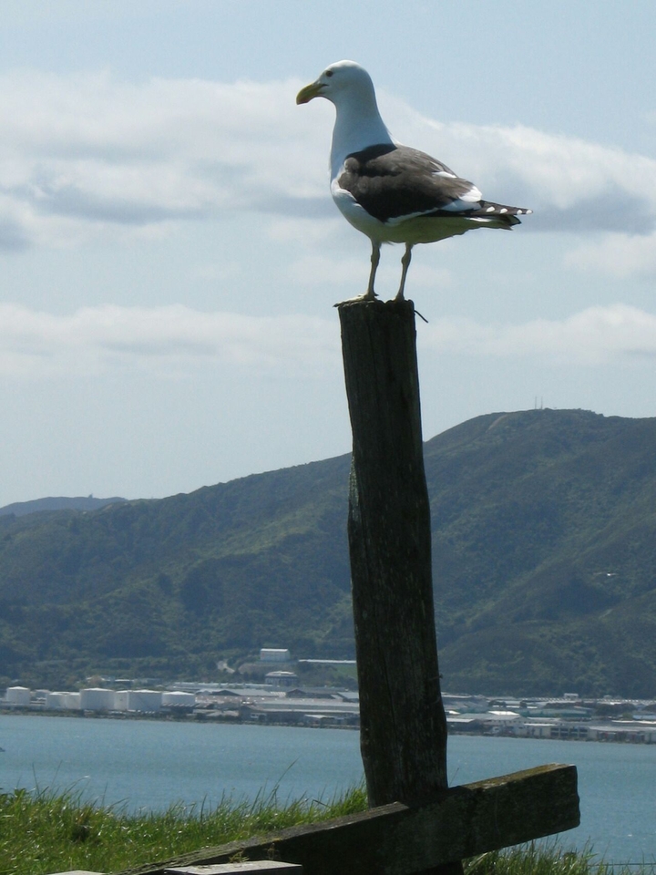 Black-backed gull