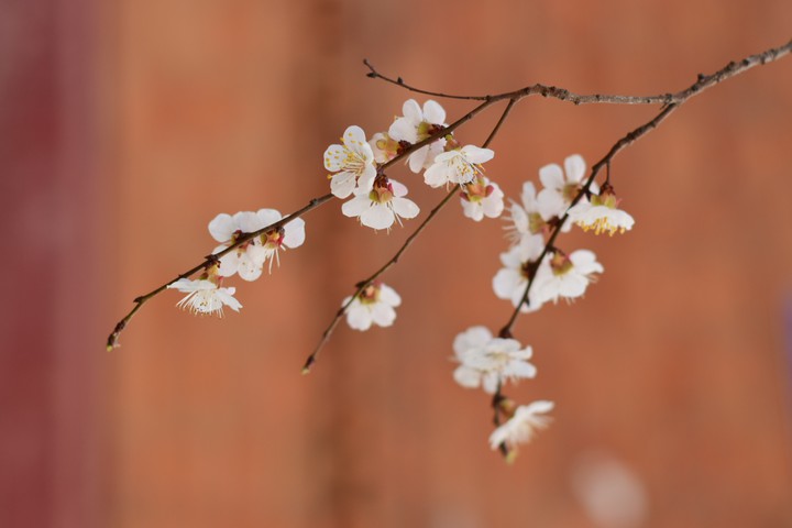 Primavera
